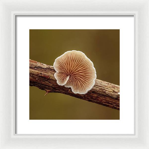 Crepidotus Variabilis on a Dead Twig of a Rubus / Art Photo - Framed Print