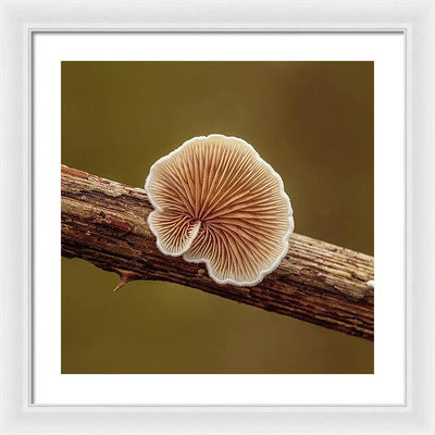 Crepidotus Variabilis on a Dead Twig of a Rubus / Art Photo - Framed Print