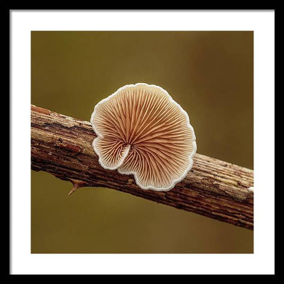 Crepidotus Variabilis on a Dead Twig of a Rubus / Art Photo - Framed Print