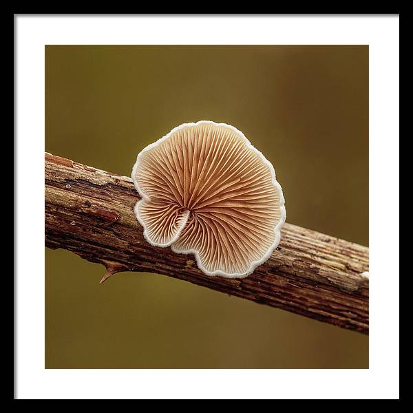 Crepidotus Variabilis on a Dead Twig of a Rubus / Art Photo - Framed Print