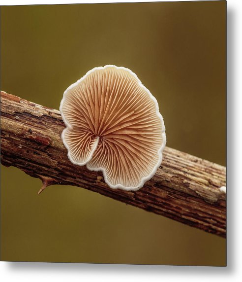 Crepidotus Variabilis on a Dead Twig of a Rubus / Art Photo - Metal Print