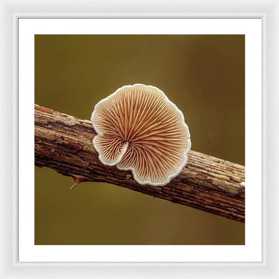 Crepidotus Variabilis on a Dead Twig of a Rubus / Art Photo - Framed Print