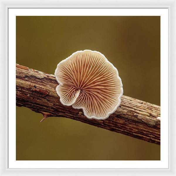 Crepidotus Variabilis on a Dead Twig of a Rubus / Art Photo - Framed Print