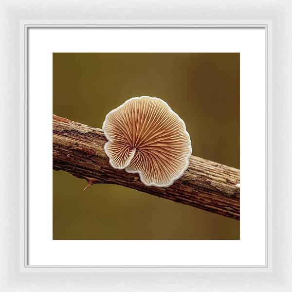 Crepidotus Variabilis on a Dead Twig of a Rubus / Art Photo - Framed Print