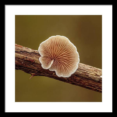 Crepidotus Variabilis on a Dead Twig of a Rubus / Art Photo - Framed Print