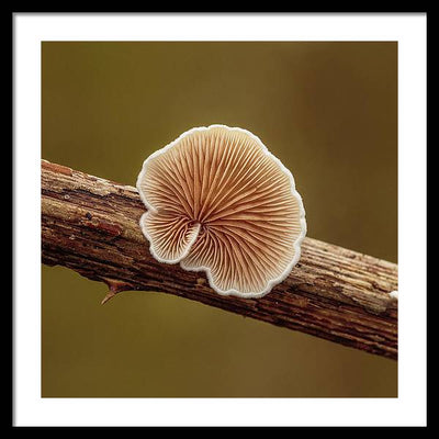 Crepidotus Variabilis on a Dead Twig of a Rubus / Art Photo - Framed Print