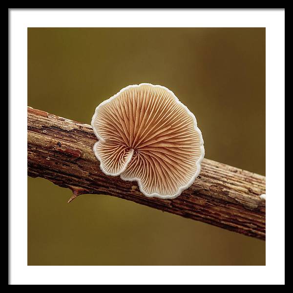 Crepidotus Variabilis on a Dead Twig of a Rubus / Art Photo - Framed Print