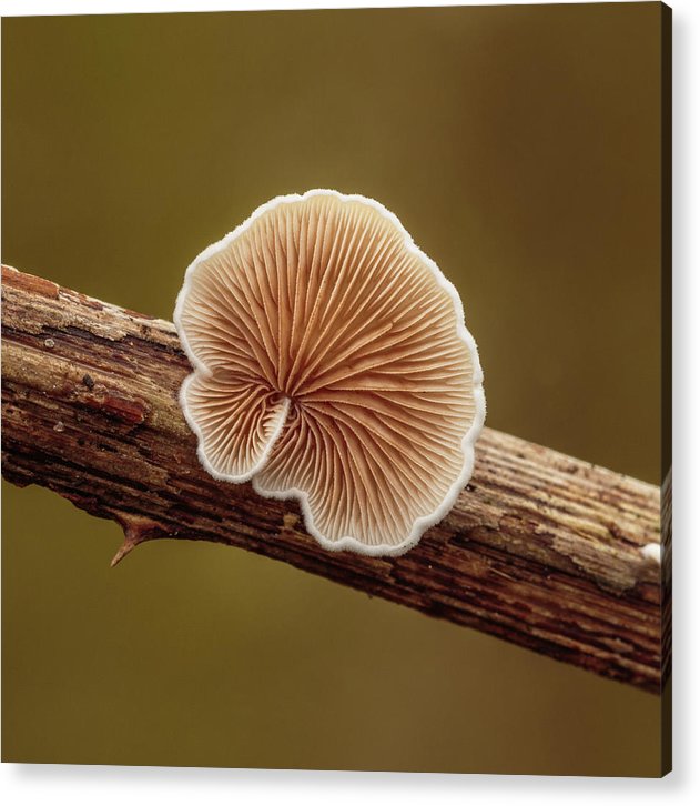 Crepidotus Variabilis on a Dead Twig of a Rubus / Art Photo - Acrylic Print