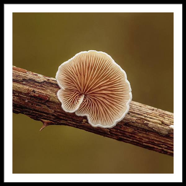 Crepidotus Variabilis on a Dead Twig of a Rubus / Art Photo - Framed Print