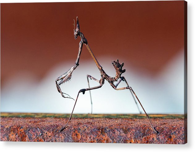 Empusa Fasciata, Mantis / Art Photo - Acrylic Print