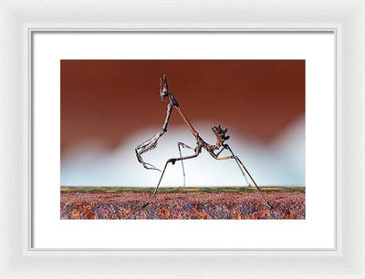 Empusa Fasciata, Mantis / Art Photo - Framed Print