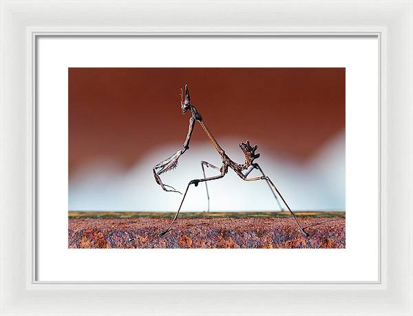 Empusa Fasciata, Mantis / Art Photo - Framed Print