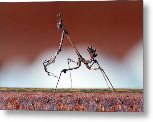 Empusa Fasciata, Mantis / Art Photo - Metal Print