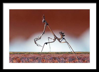 Empusa Fasciata, Mantis / Art Photo - Framed Print