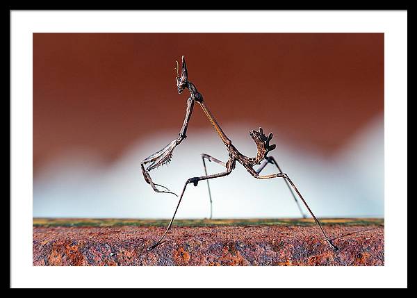 Empusa Fasciata, Mantis / Art Photo - Framed Print