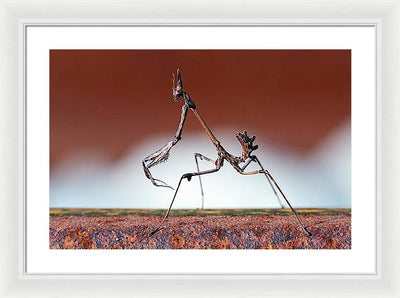 Empusa Fasciata, Mantis / Art Photo - Framed Print