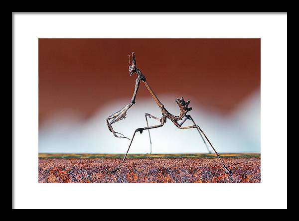 Empusa Fasciata, Mantis / Art Photo - Framed Print