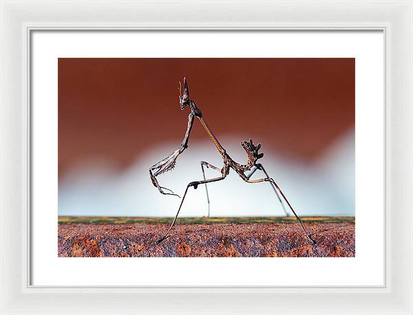 Empusa Fasciata, Mantis / Art Photo - Framed Print