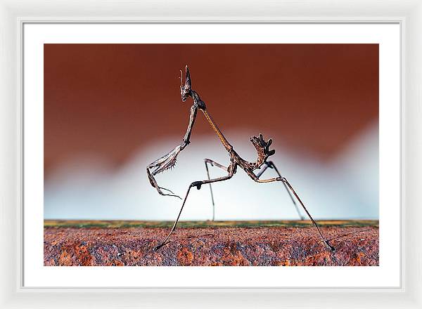 Empusa Fasciata, Mantis / Art Photo - Framed Print