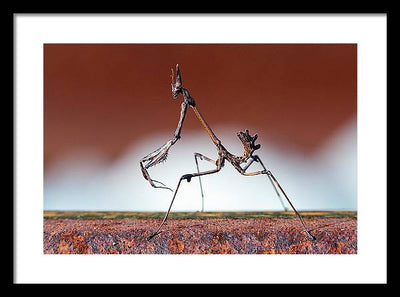 Empusa Fasciata, Mantis / Art Photo - Framed Print