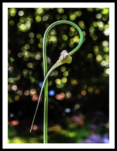 Garlic Plant / Art Photo - Framed Print