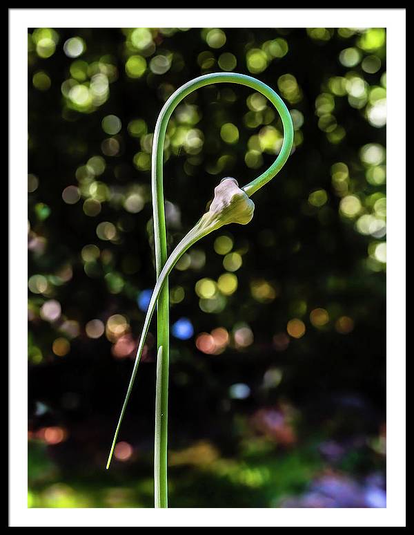 Garlic Plant / Art Photo - Framed Print