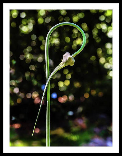 Garlic Plant / Art Photo - Framed Print