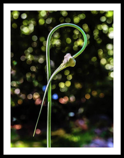 Garlic Plant / Art Photo - Framed Print