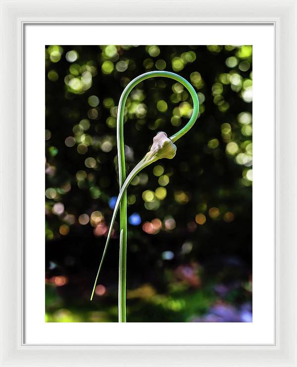 Garlic Plant / Art Photo - Framed Print