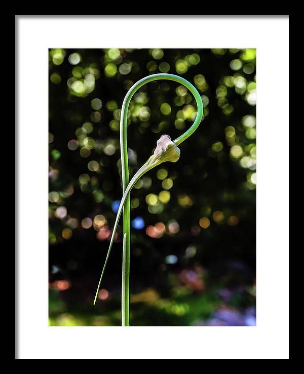 Garlic Plant / Art Photo - Framed Print