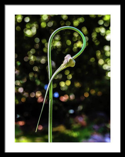 Garlic Plant / Art Photo - Framed Print