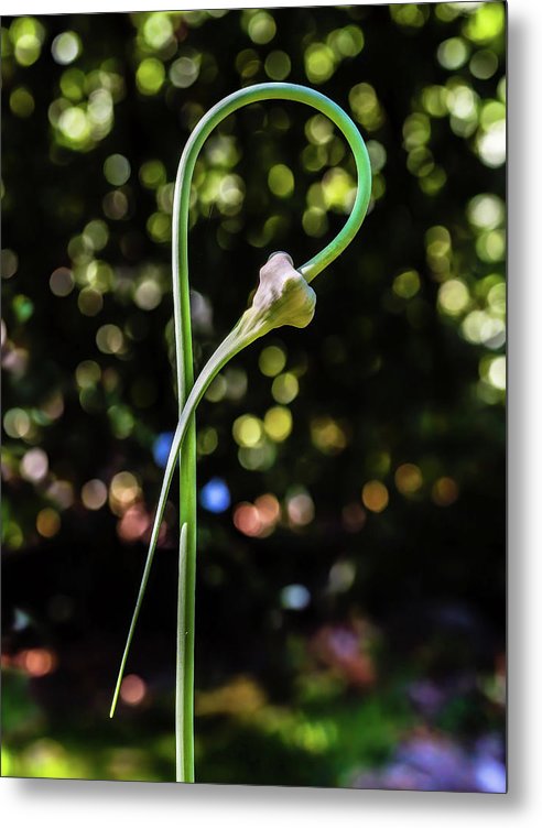 Garlic Plant / Art Photo - Metal Print