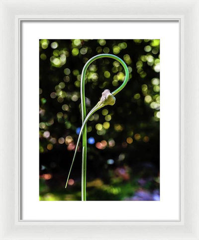 Garlic Plant / Art Photo - Framed Print