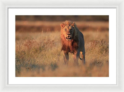 Lion / Art Photo - Framed Print