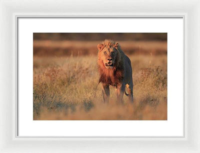 Lion / Art Photo - Framed Print