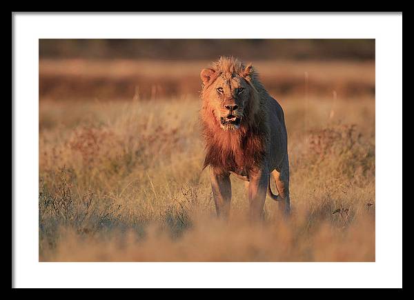 Lion / Art Photo - Framed Print