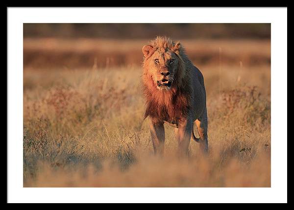 Lion / Art Photo - Framed Print