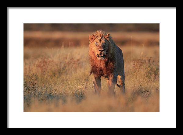 Lion / Art Photo - Framed Print