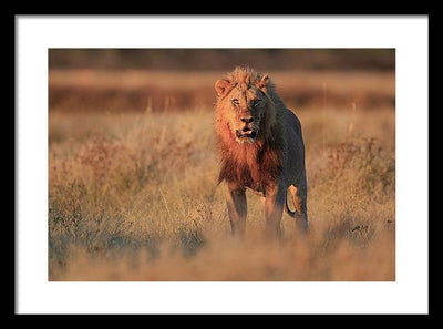 Lion / Art Photo - Framed Print