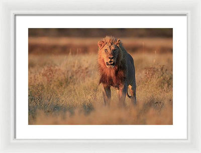 Lion / Art Photo - Framed Print