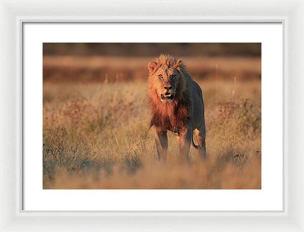 Lion / Art Photo - Framed Print