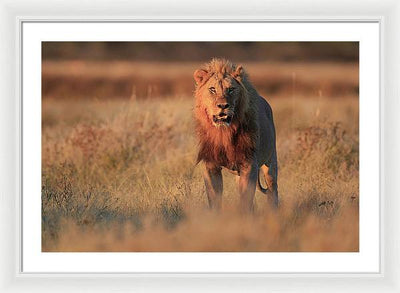 Lion / Art Photo - Framed Print