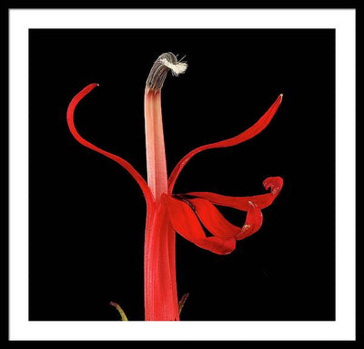 Lobelia / Art Photo - Framed Print