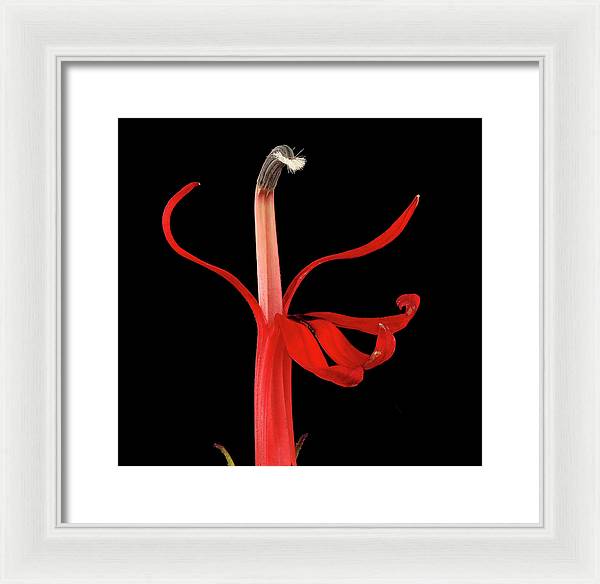 Lobelia / Art Photo - Framed Print