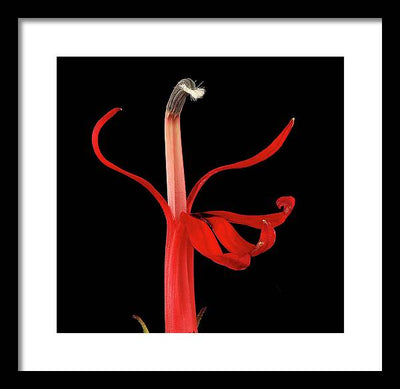 Lobelia / Art Photo - Framed Print