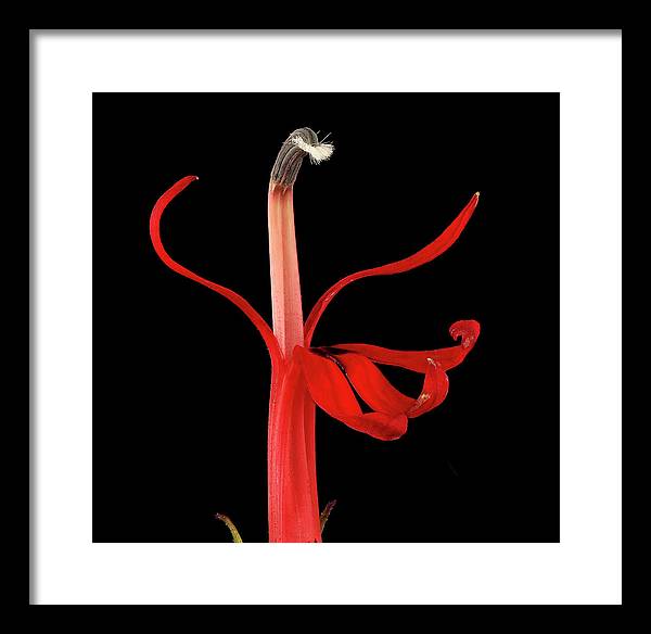 Lobelia / Art Photo - Framed Print