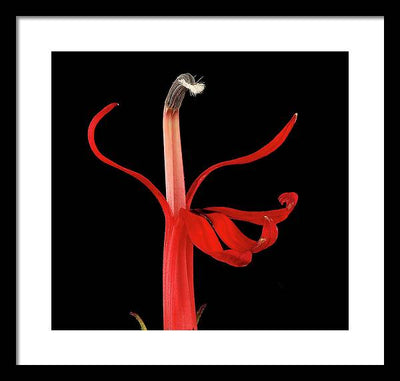 Lobelia / Art Photo - Framed Print