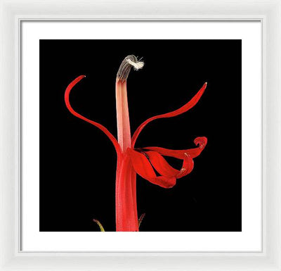 Lobelia / Art Photo - Framed Print