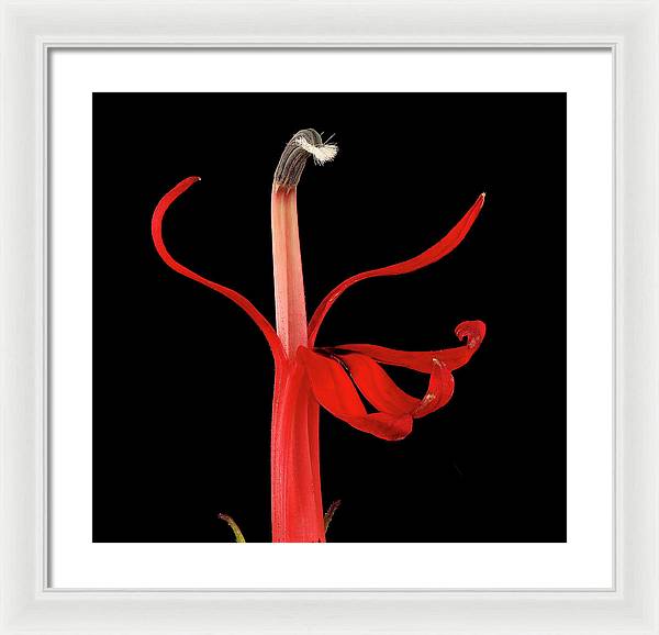 Lobelia / Art Photo - Framed Print