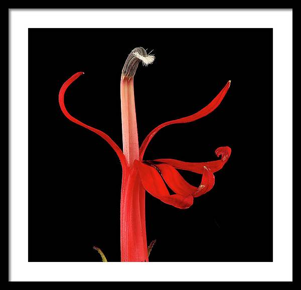 Lobelia / Art Photo - Framed Print